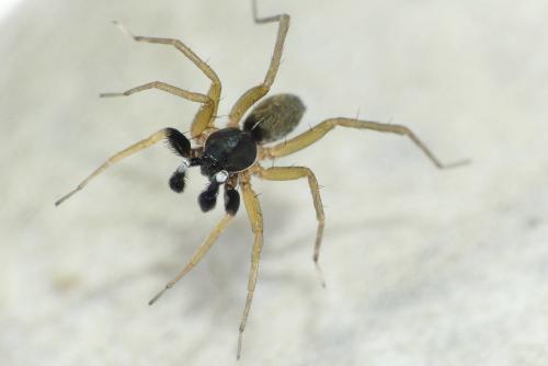 Aulonia albimana